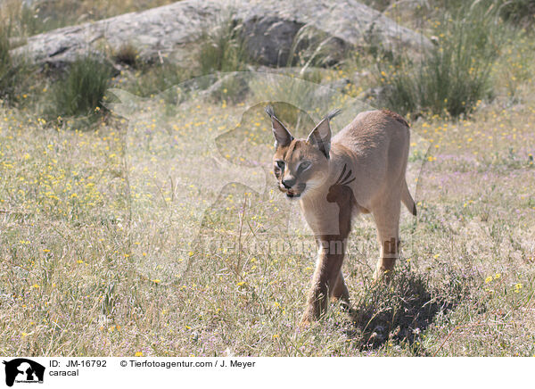 Karakal / caracal / JM-16792