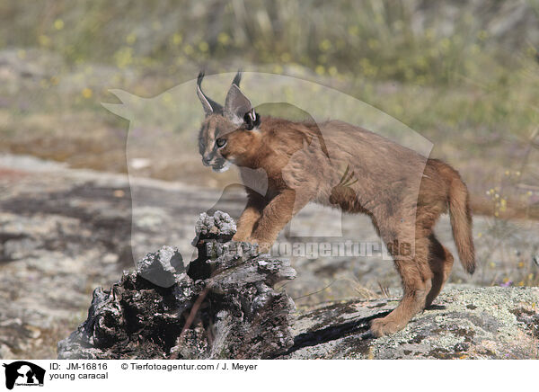 young caracal / JM-16816