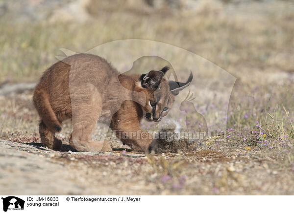 junger Karakal / young caracal / JM-16833