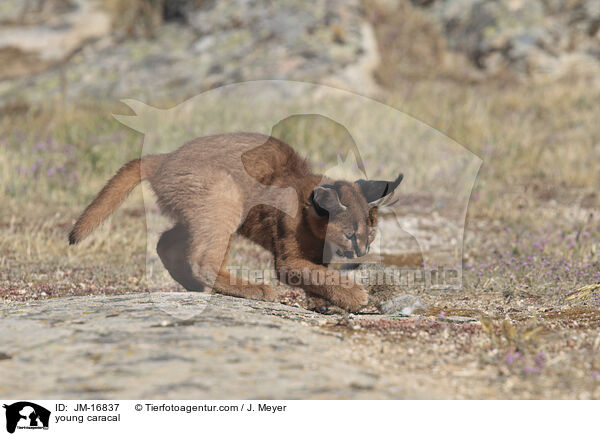 junger Karakal / young caracal / JM-16837