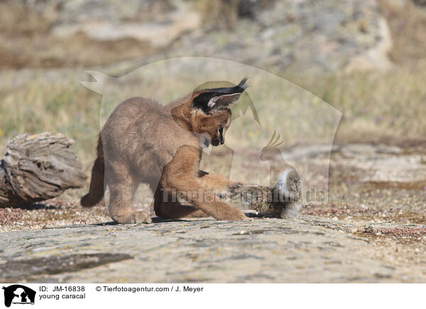 junger Karakal / young caracal / JM-16838