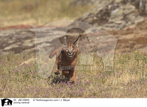 junger Karakal / young caracal / JM-16860