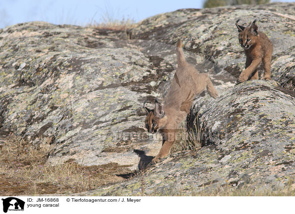 junger Karakal / young caracal / JM-16868