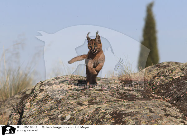 junger Karakal / young caracal / JM-16887