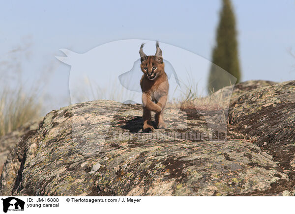 junger Karakal / young caracal / JM-16888