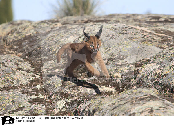 junger Karakal / young caracal / JM-16889