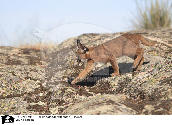 junger Karakal / young caracal / JM-16910