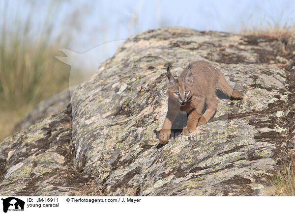 junger Karakal / young caracal / JM-16911