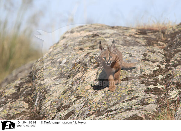 junger Karakal / young caracal / JM-16914