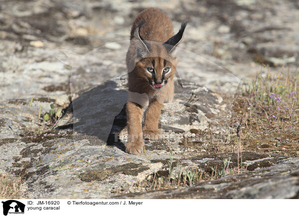 junger Karakal / young caracal / JM-16920