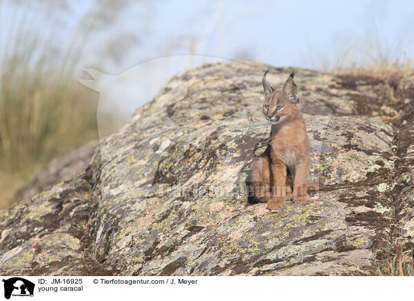 junger Karakal / young caracal / JM-16925