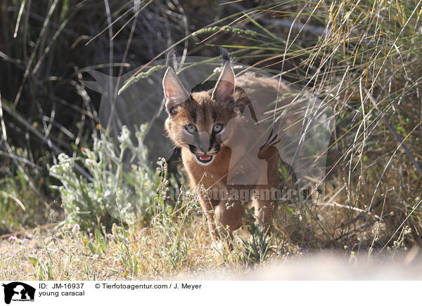 junger Karakal / young caracal / JM-16937