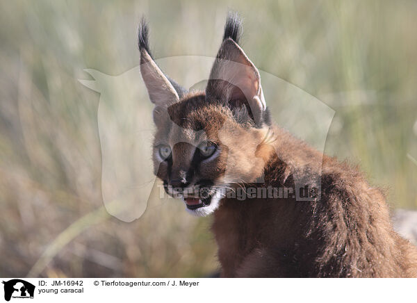 young caracal / JM-16942