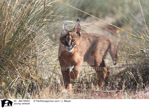 junger Karakal / young caracal / JM-16954