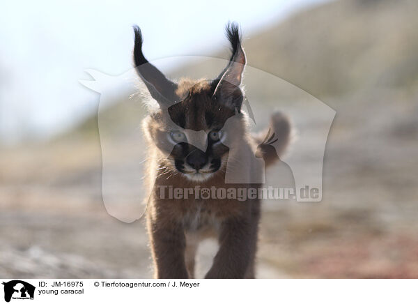 junger Karakal / young caracal / JM-16975