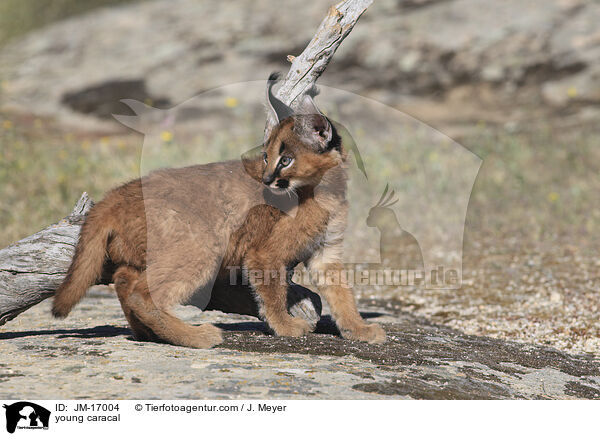 junger Karakal / young caracal / JM-17004