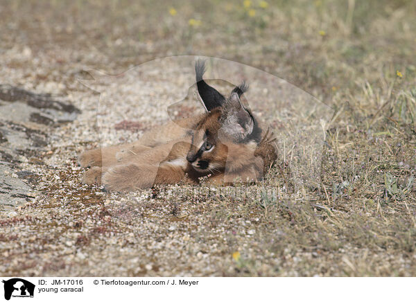 junger Karakal / young caracal / JM-17016