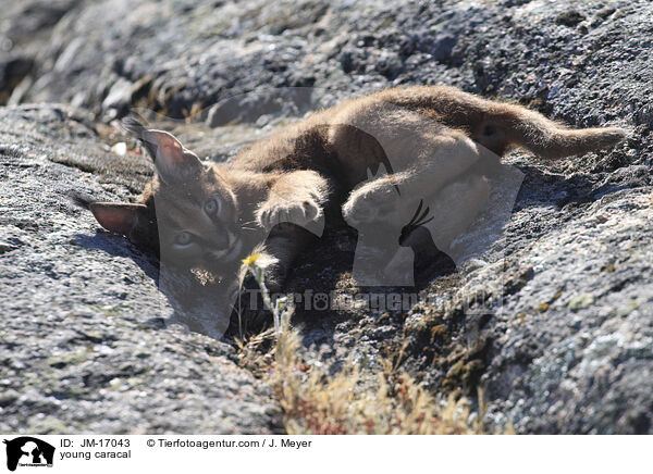 junger Karakal / young caracal / JM-17043