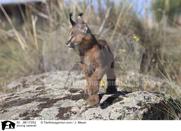 junger Karakal / young caracal / JM-17052