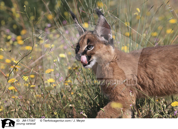 junger Karakal / young caracal / JM-17087