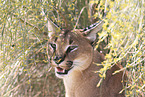 caracal