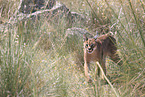 caracal