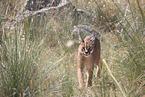 caracal