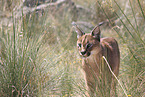 caracal