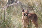 caracal