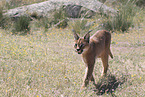 caracal