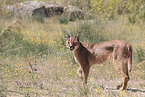 caracal