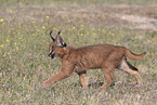 young caracal