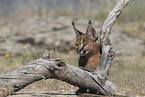 young caracal