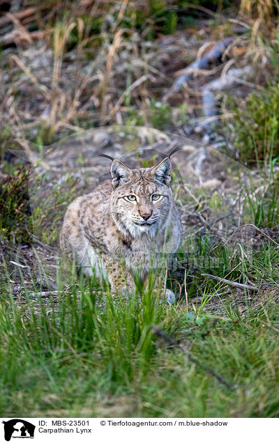 Karpatenluchs / Carpathian Lynx / MBS-23501