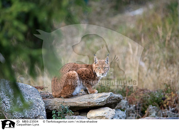 Karpatenluchs / Carpathian Lynx / MBS-23504