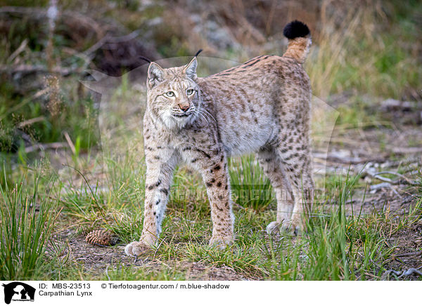 Karpatenluchs / Carpathian Lynx / MBS-23513