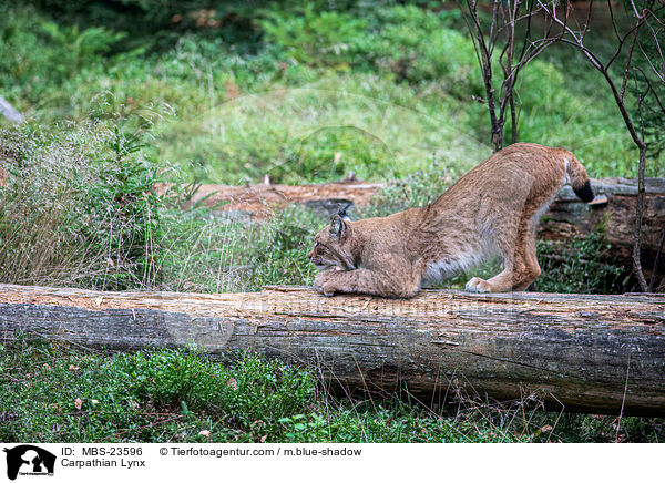 Karpatenluchs / Carpathian Lynx / MBS-23596