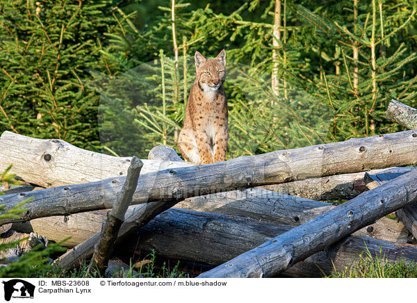 Karpatenluchs / Carpathian Lynx / MBS-23608