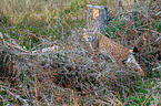 Carpathian Lynx