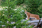 Carpathian Lynx