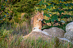 Carpathian Lynx