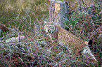 Carpathian Lynx