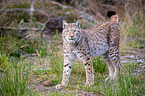 Carpathian Lynx