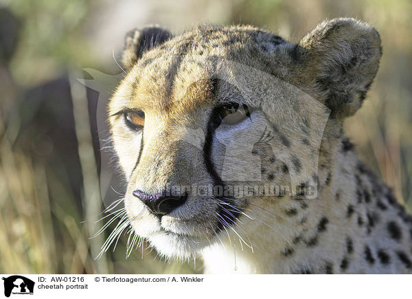 cheetah portrait / AW-01216