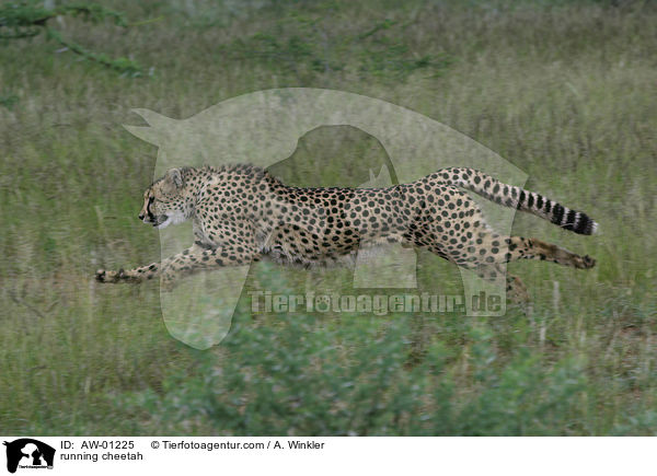 running cheetah / AW-01225