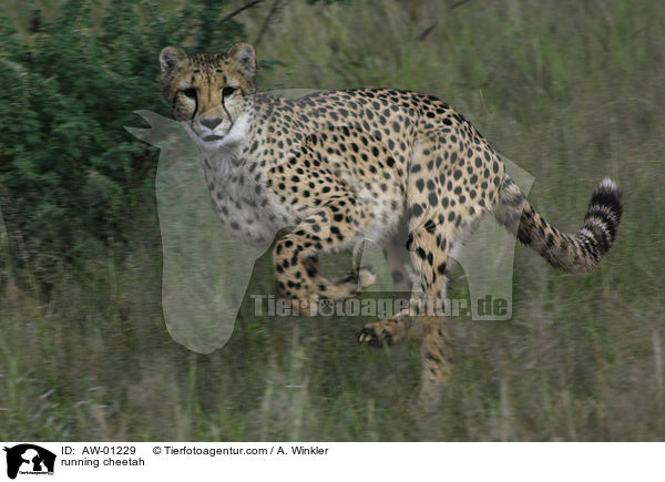 running cheetah / AW-01229