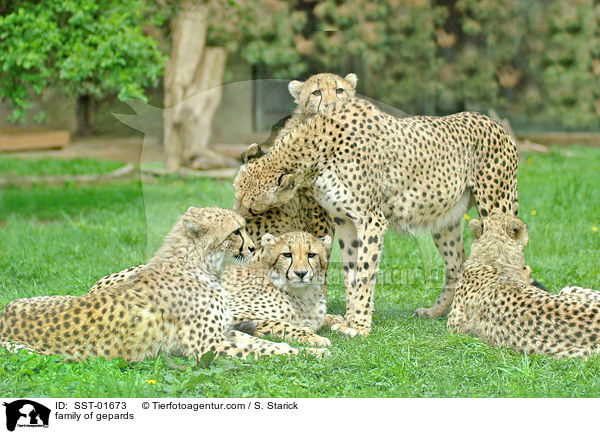 Gepardenfamilie / family of gepards / SST-01673