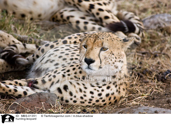 Gepard / hunting-leopard / MBS-01351