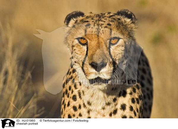 Gepard Portrait / cheetah portrait / HJ-01960