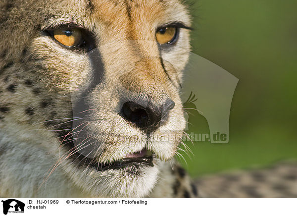 Gepard / cheetah / HJ-01969